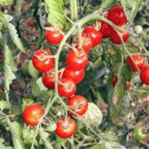 tomates cerise rouge classique