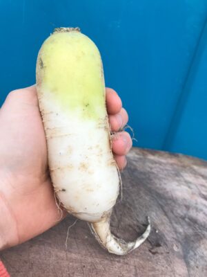 Radis Daikon bio (blanc allongé)- 500gr-