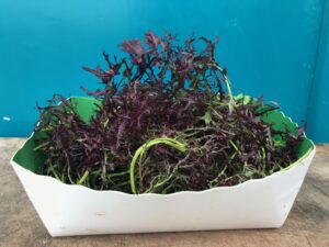 Moutarde asiatique pour wok ou soupe bio- 150gr